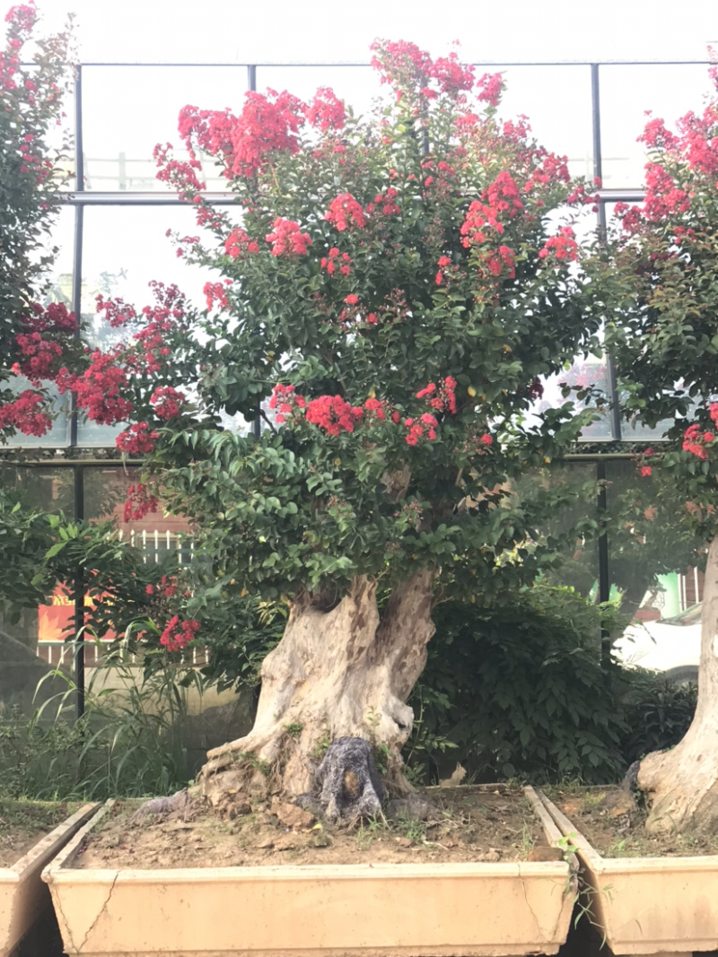 紫薇古桩/百日红古桩、红花紫薇树桩、紫薇地景树