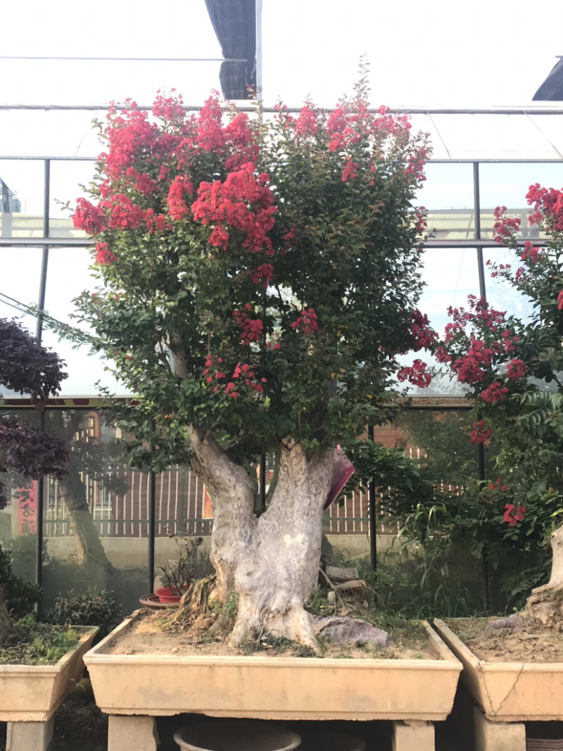 紫薇古桩/百日红古桩、红花紫薇树桩、紫薇地景树
