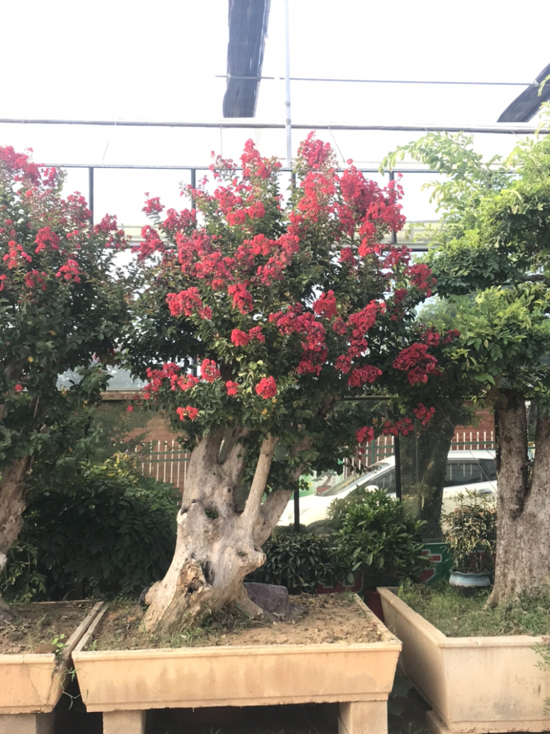 紫薇古桩/百日红古桩、红花紫薇树桩、紫薇地景树