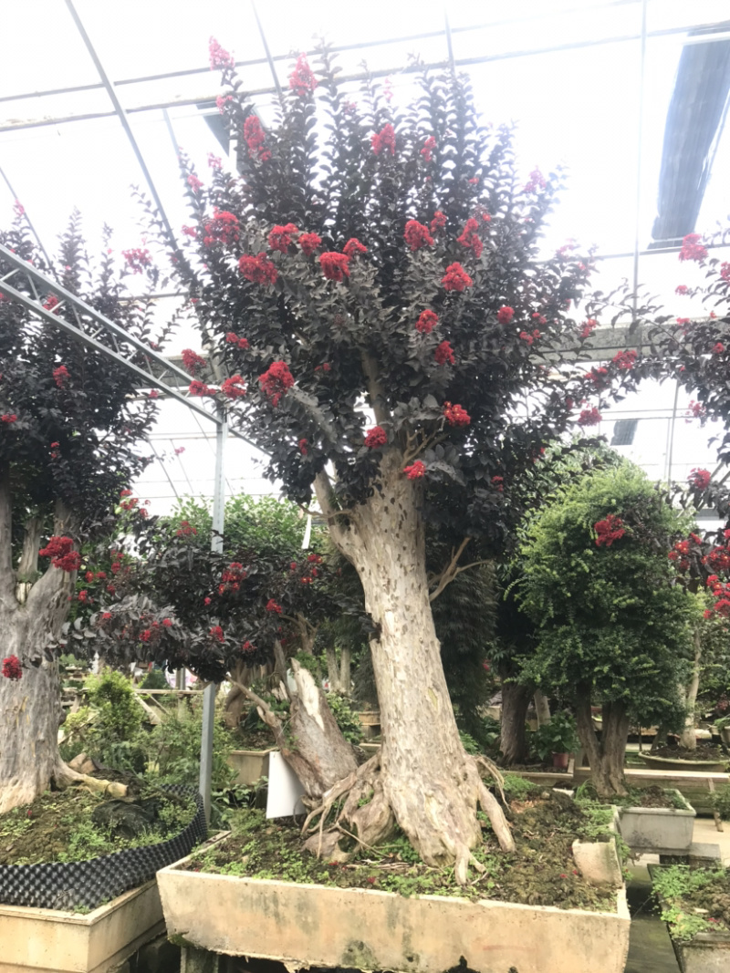 紫薇古桩/百日红古桩、红花紫薇树桩、紫薇地景树