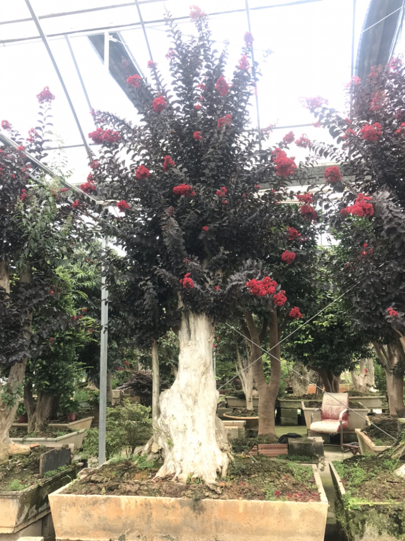 紫薇古桩/百日红古桩、红花紫薇树桩、紫薇地景树
