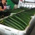 黄瓜油亮黄瓜青瓜大量供应