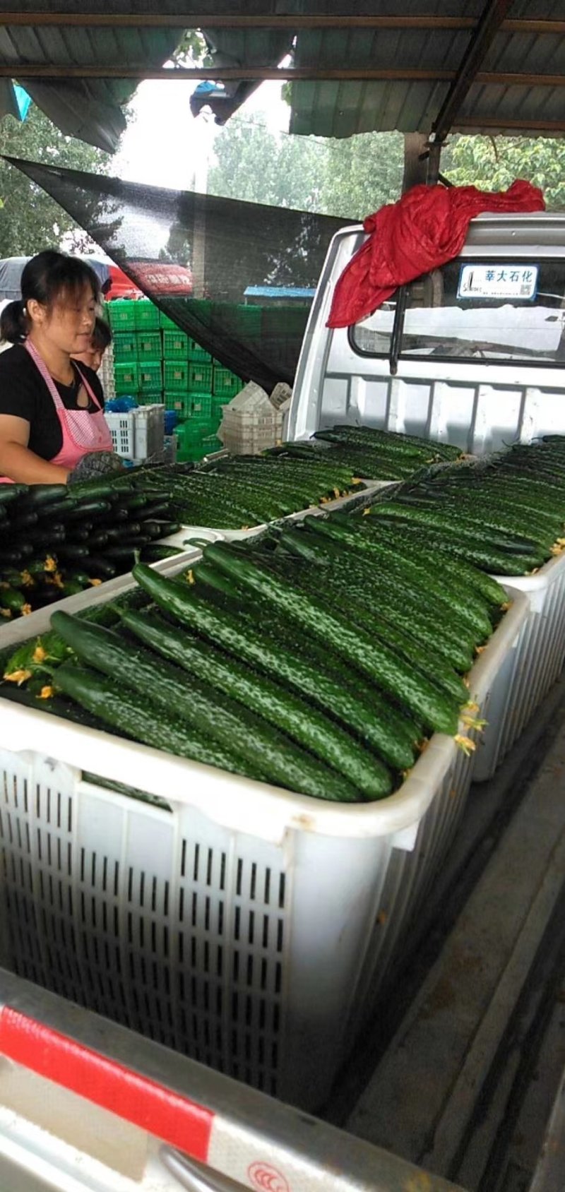 黄瓜油亮黄瓜青瓜大量供应