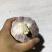 21年新货【紫皮大蒜】鲜蒜精品蒜瓣独头蒜物美价廉促销中
