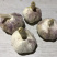 21年新货【紫皮大蒜】鲜蒜精品蒜瓣独头蒜物美价廉促销中