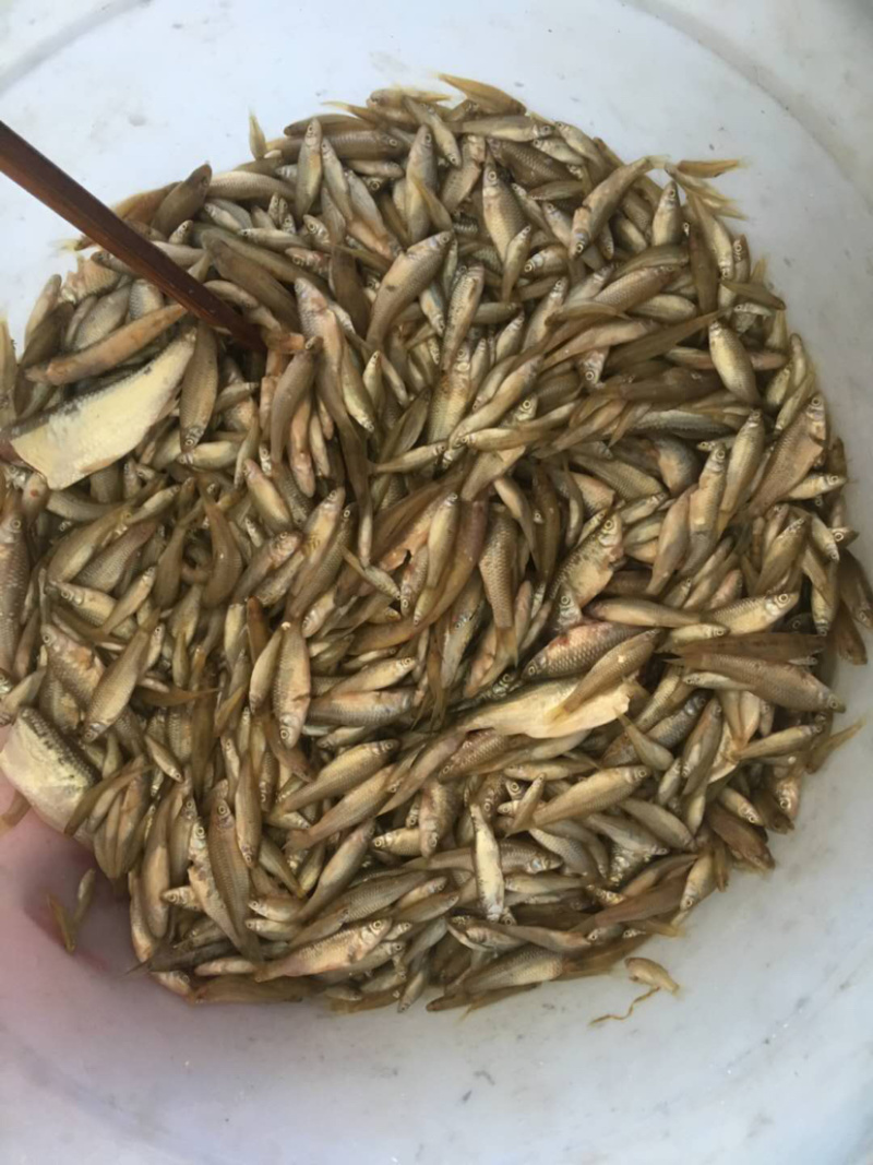 自动折叠捕鱼笼虾笼手抛网渔网捕鱼网黄鳝泥鳅螃蟹笼抓鱼