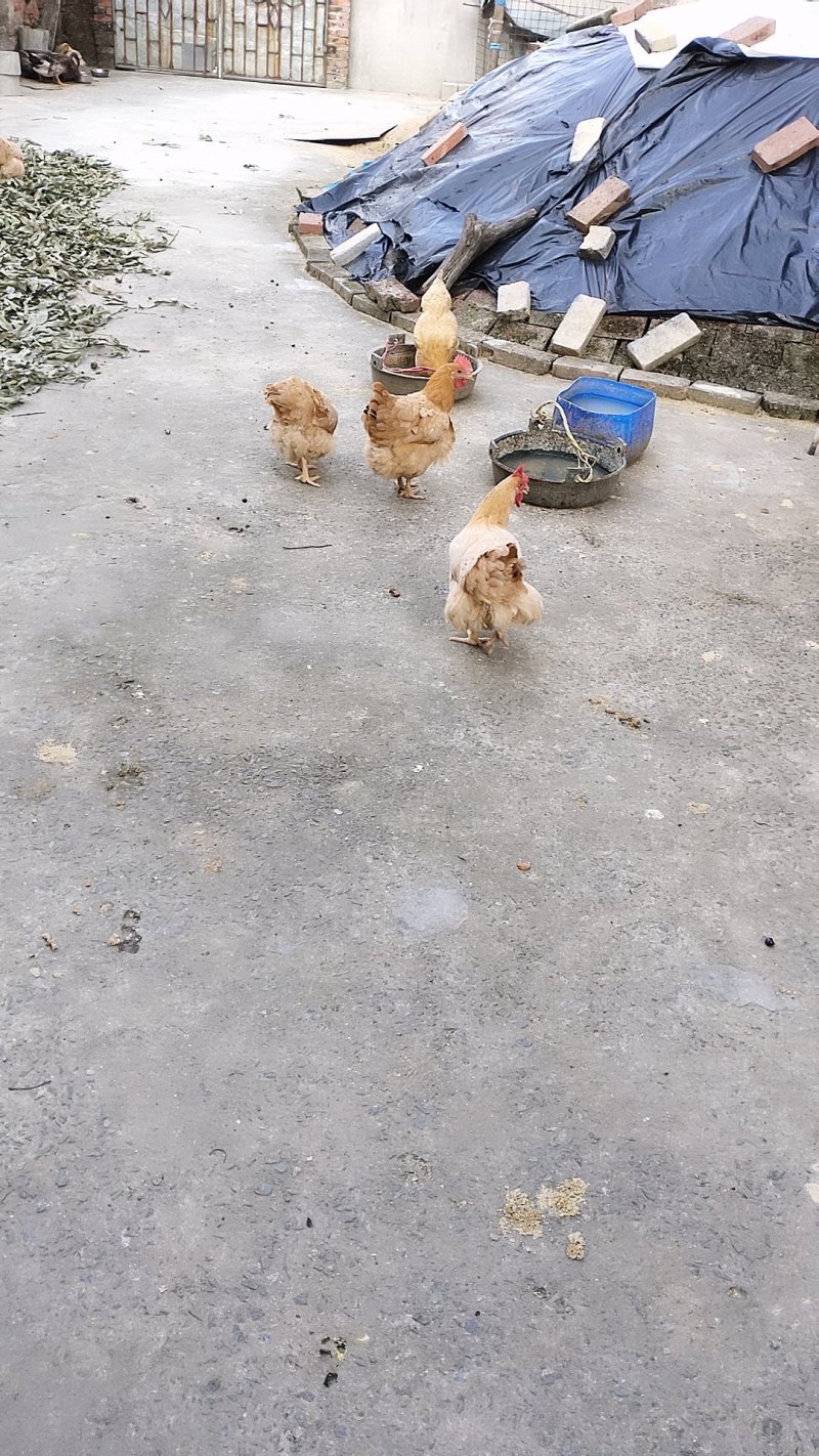 靓鸡(长时间自养的土鸡)