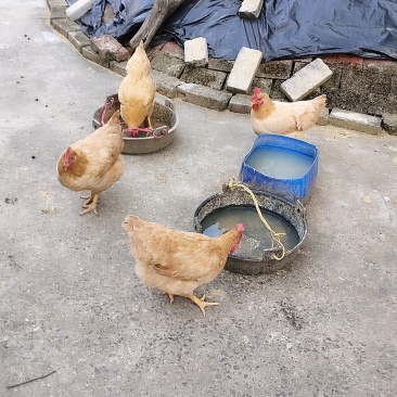 靓鸡(长时间自养的土鸡)