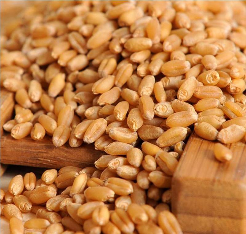 常年出售小麦玉米面粉麸皮