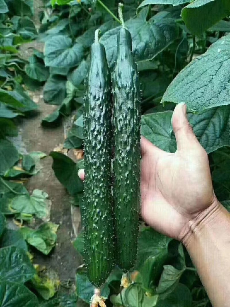 黄瓜油亮黄瓜现货供应对接商超电商