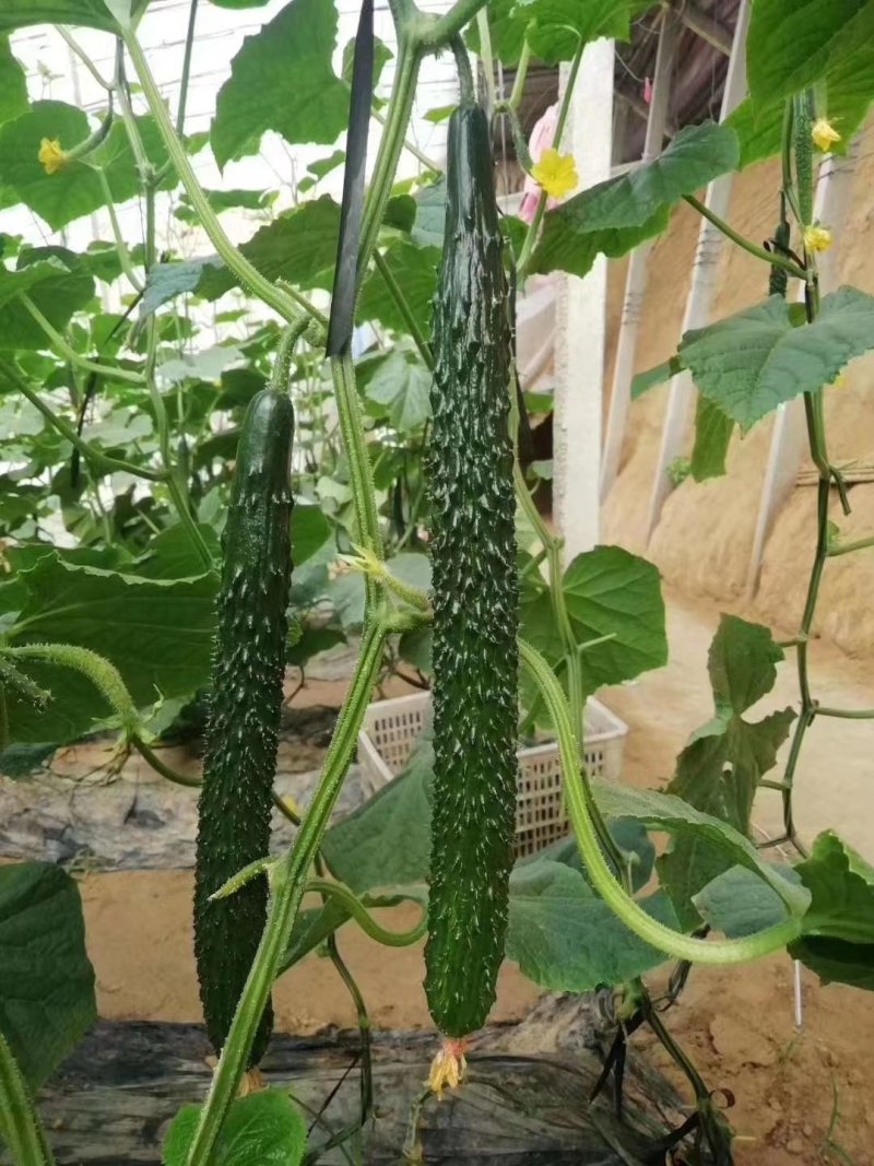 黄瓜油亮黄瓜现货供应对接商超电商