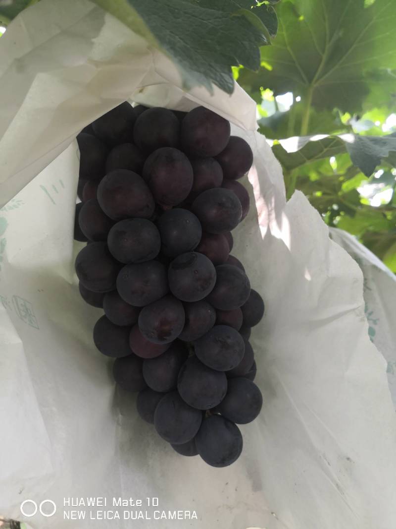 夏黑葡萄，早夏黑，晚夏黑，巨峰，维多利亚，辽峰葡萄