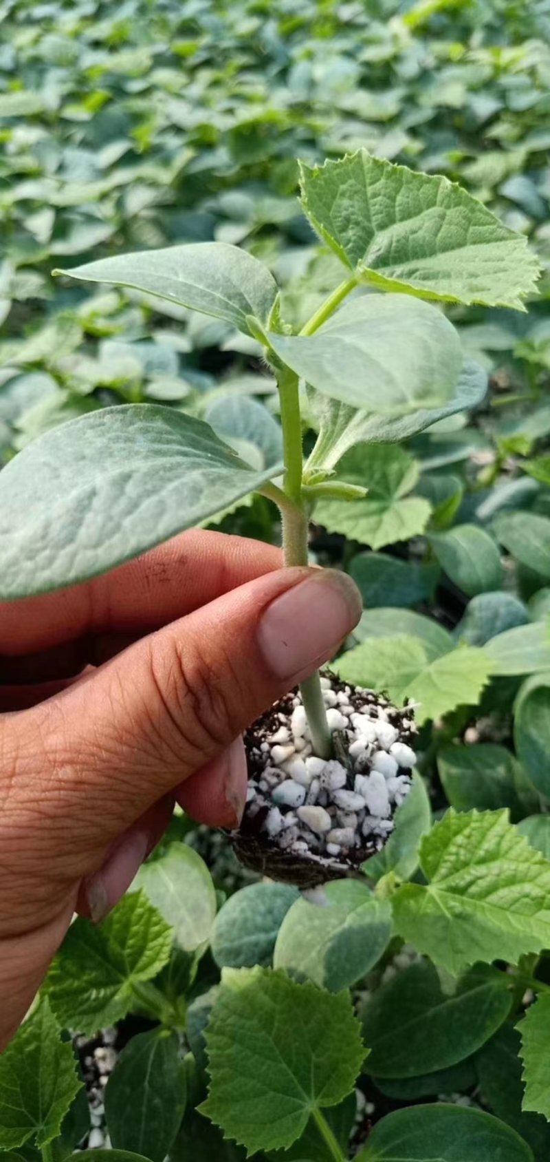 中蔬菜甜瓜县黄瓜苗嫁接黄瓜瓜苗支持后期技术