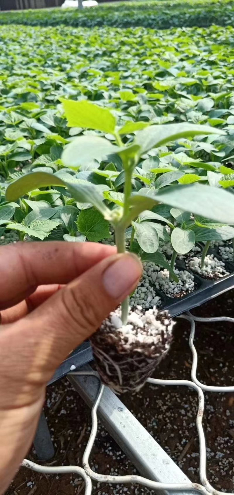 中蔬菜甜瓜县黄瓜苗嫁接黄瓜瓜苗支持后期技术