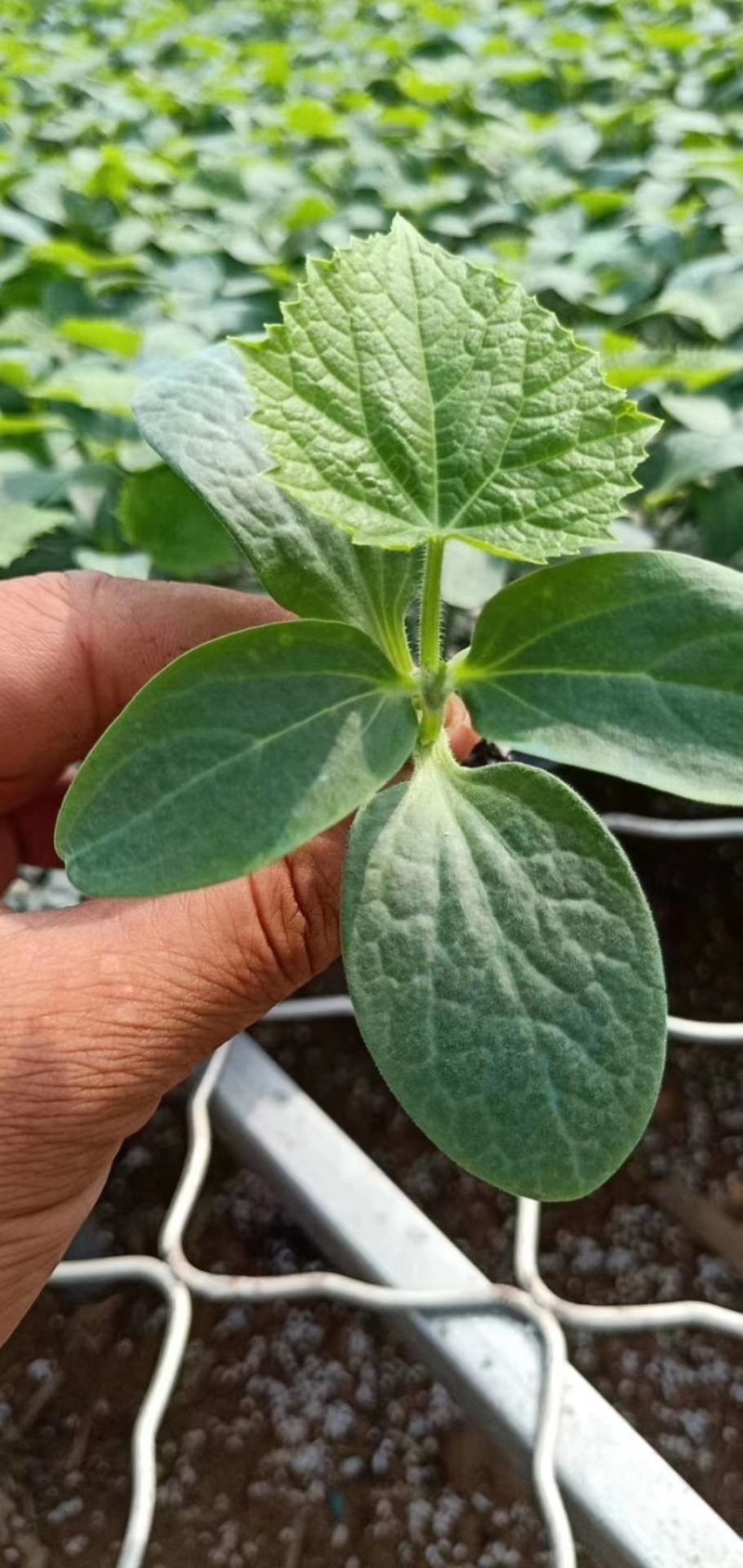 中蔬菜甜瓜县黄瓜苗嫁接黄瓜瓜苗支持后期技术
