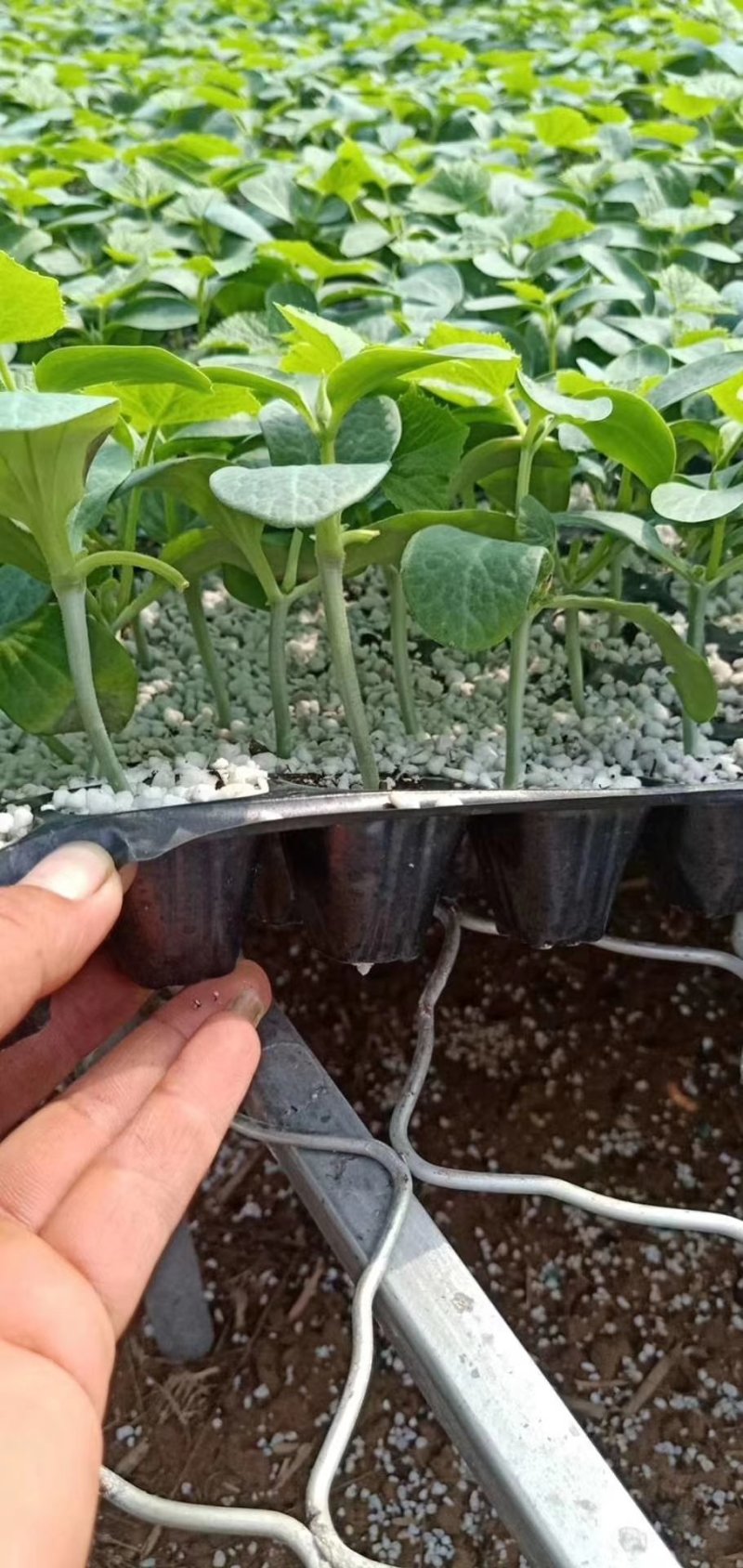 中蔬菜甜瓜县黄瓜苗嫁接黄瓜瓜苗支持后期技术
