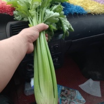 精品大西芹，有意者联系
