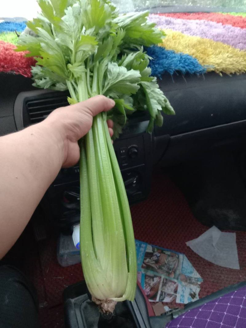 精品大西芹，有意者联系