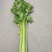 精品大西芹，有意者联系