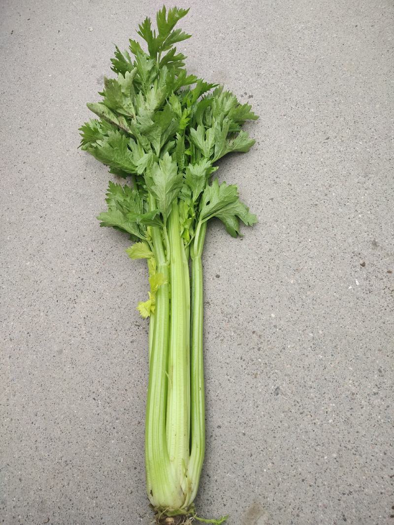 精品大西芹，有意者联系