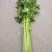 精品大西芹，有意者联系