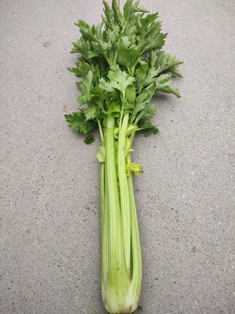 精品大西芹，有意者联系