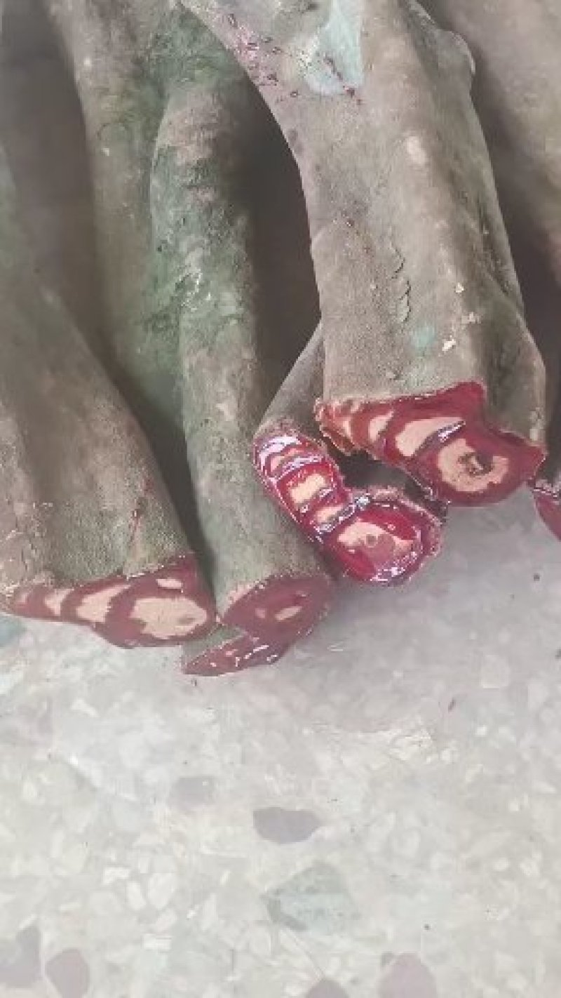 广西扁藤鸡血藤苗，苗好，根须好，基地货批发零售！