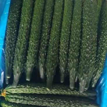 密刺黄瓜22~25公分干花带刺