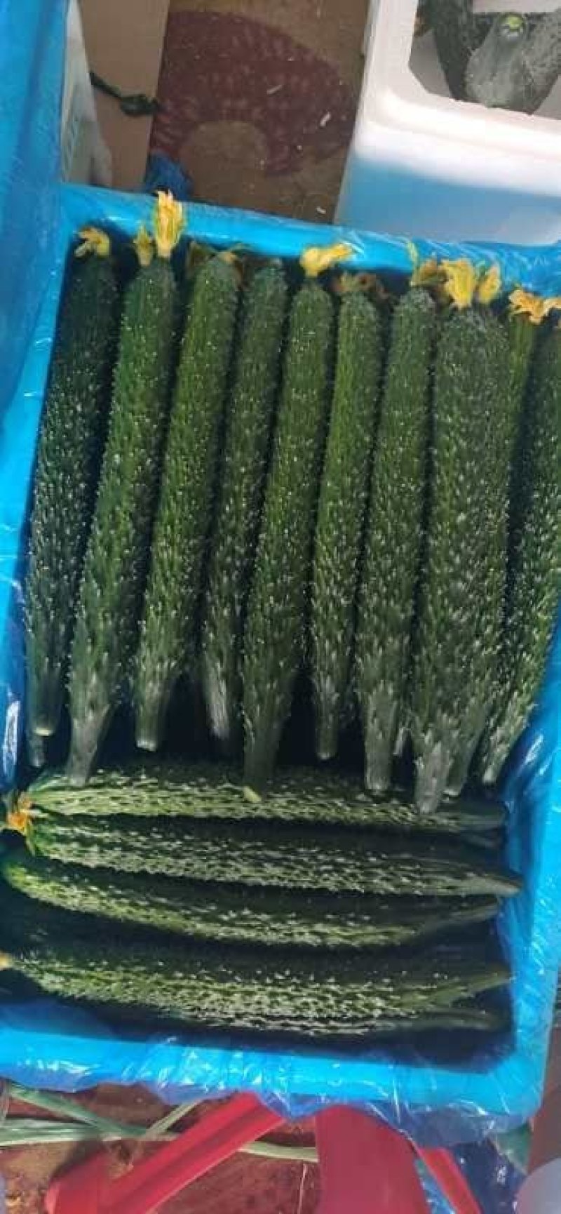密刺黄瓜22~25公分干花带刺