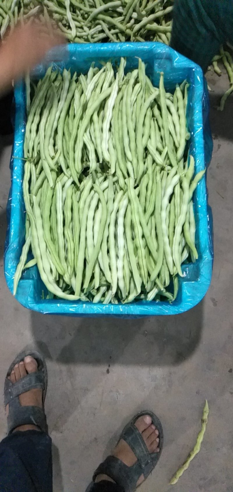 白架豆