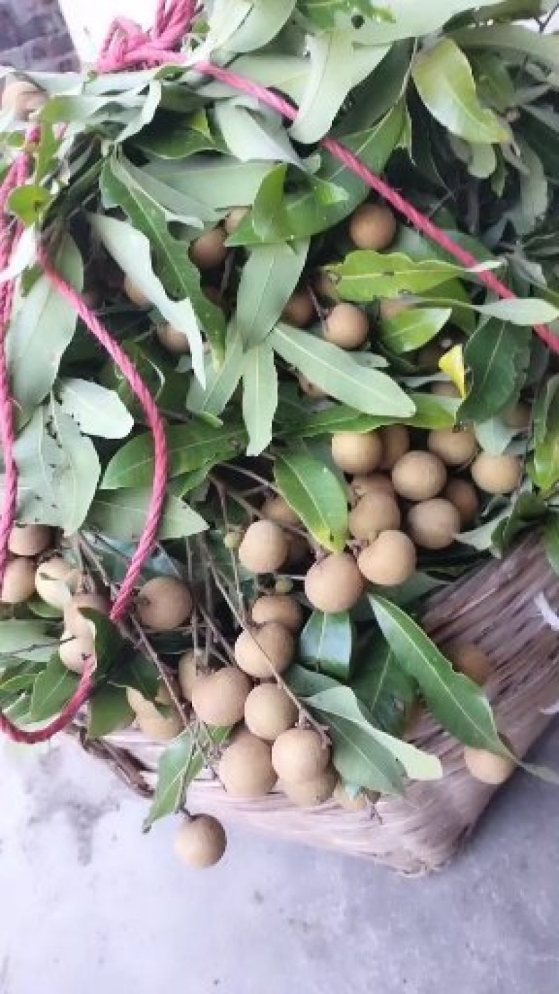 龙眼大量上市现正在热卖批发当中