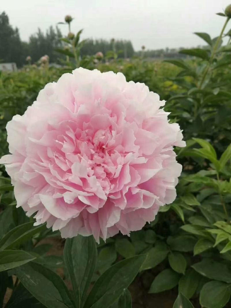 芍药，重瓣观赏芍药，鲜切花，保对版，包成活