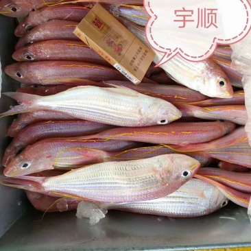 北部湾冰鲜冷冻金线红三鱼