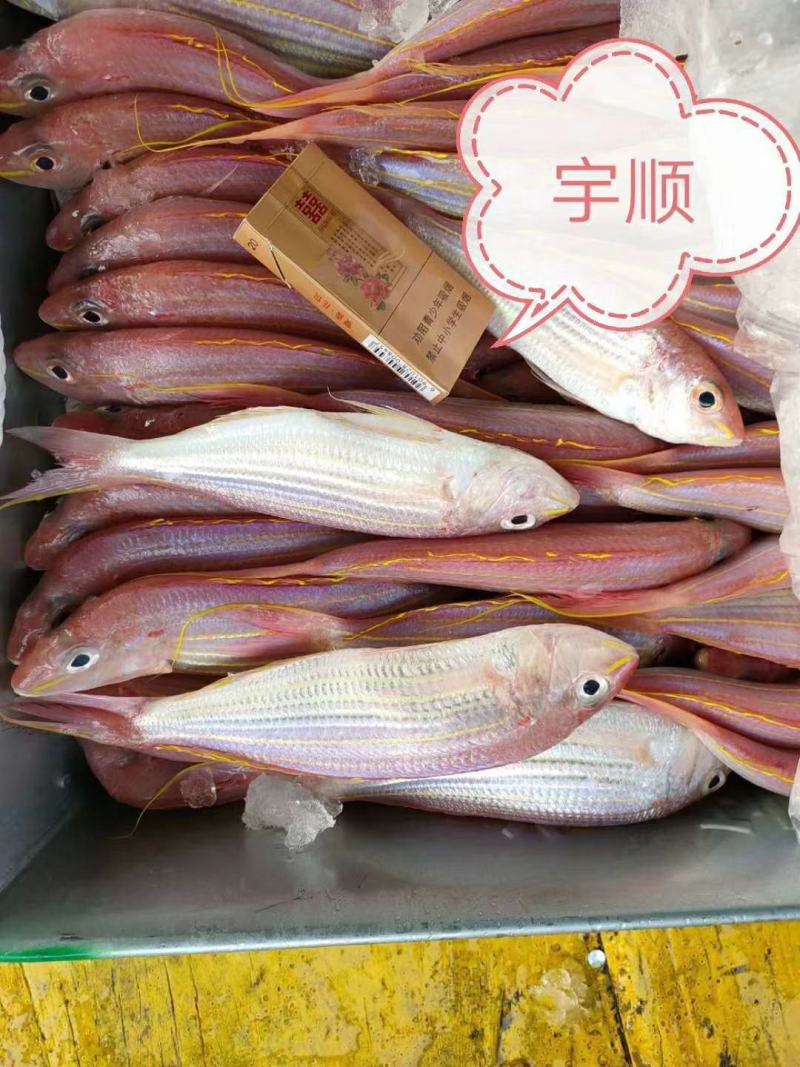 北部湾冰鲜冷冻金线红三鱼