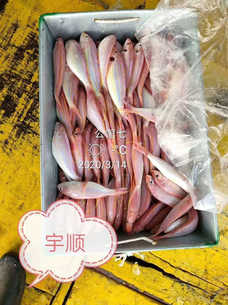 北部湾冰鲜冷冻金线红三鱼