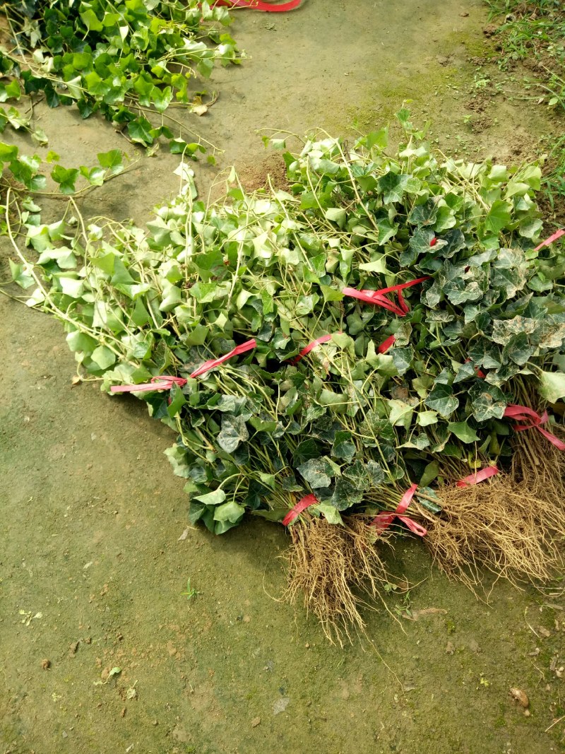 中华常青藤，常春藤，爬藤植物四季常青