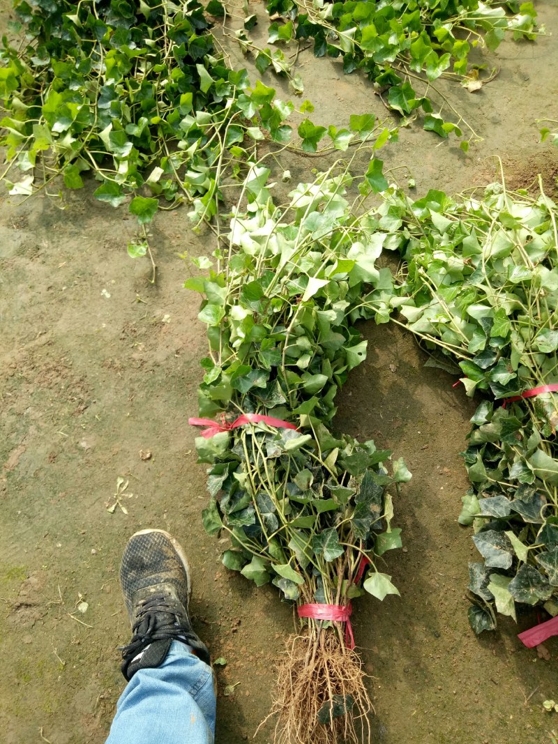 中华常青藤，常春藤，爬藤植物四季常青