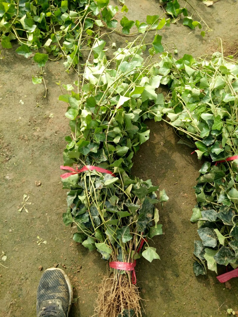 中华常青藤，常春藤，爬藤植物四季常青
