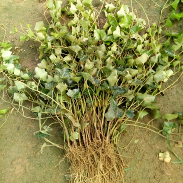 中华常青藤，常春藤，爬藤植物四季常青