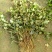 中华常青藤，常春藤，爬藤植物四季常青