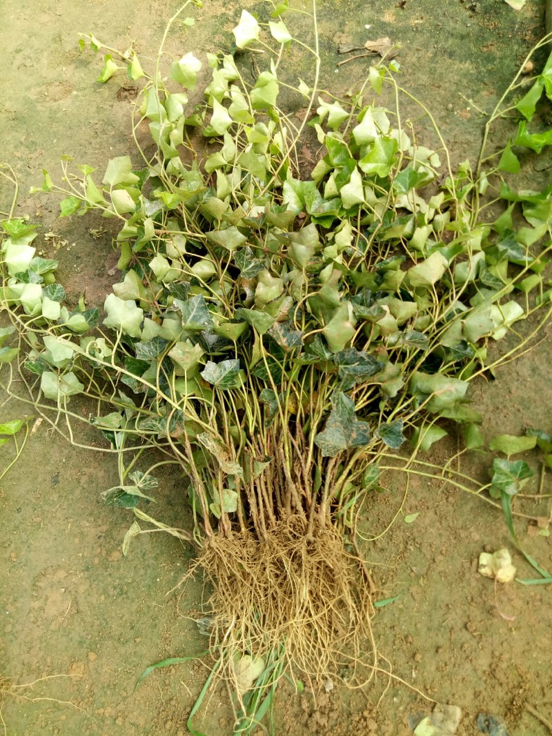 中华常青藤，常春藤，爬藤植物四季常青