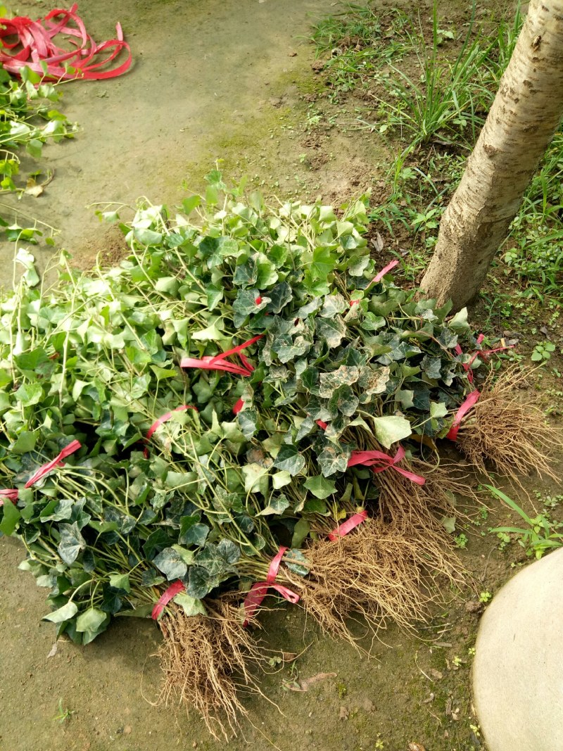 中华常青藤，常春藤，爬藤植物四季常青