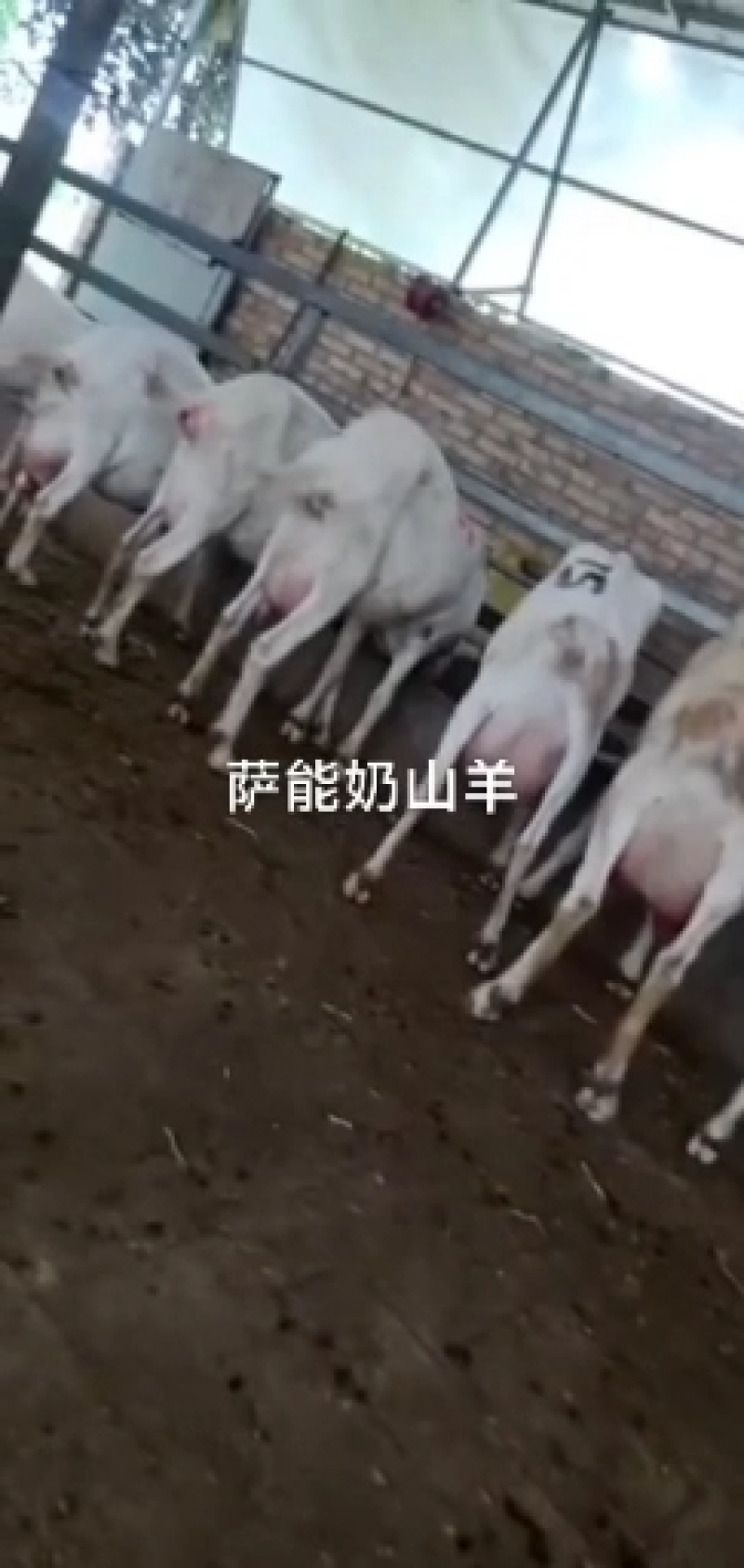 奶山羊活体包邮成年怀孕母羊萨能奶山羊产奶量大青年羊羔活羊