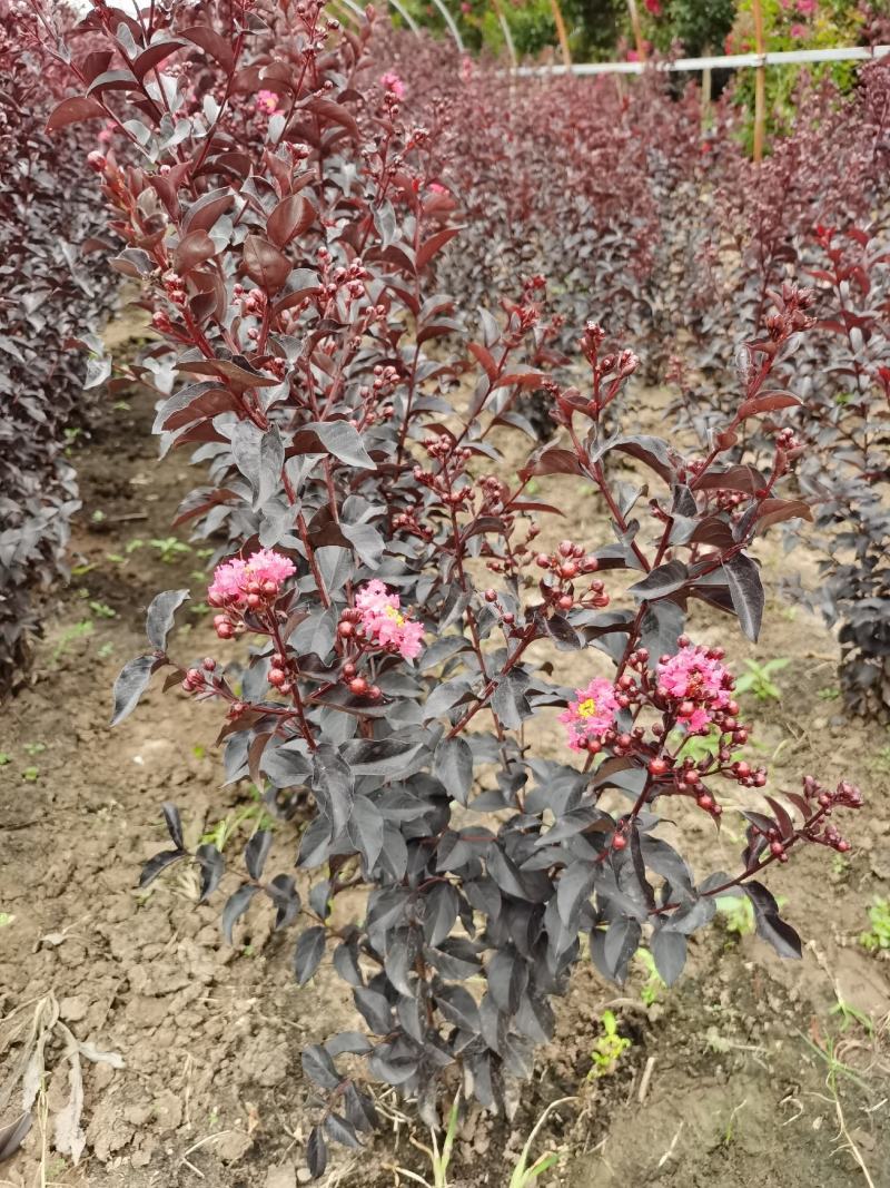 基地直新品种紫韵紫薇苗，高度50公分-1米