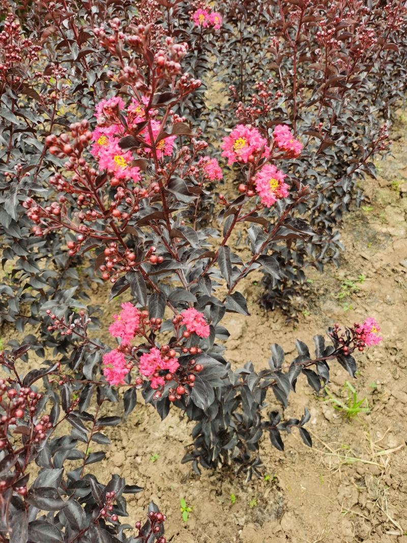基地直新品种紫韵紫薇苗，高度50公分-1米