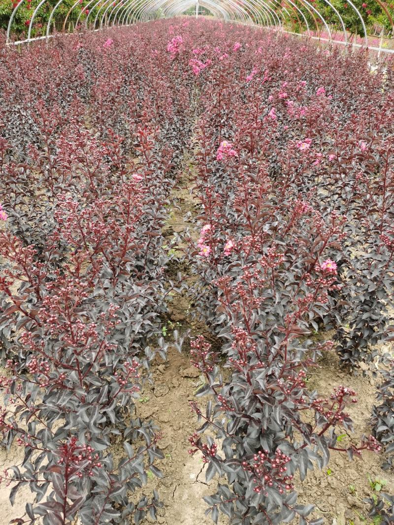 基地直新品种紫韵紫薇苗，高度50公分-1米