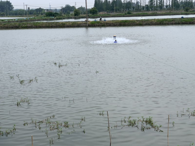 黄颡鱼黄骨鱼汪丁寸苗片苗农户直销湖州