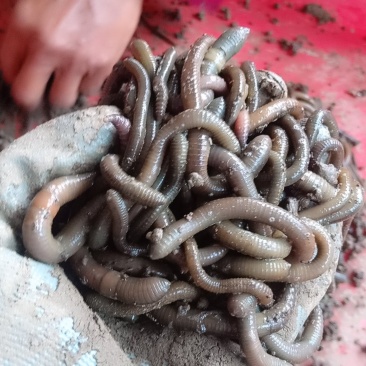 活野生蚯蚓，无死的，保质，保量，