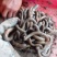 活野生蚯蚓，无死的，保质，保量，