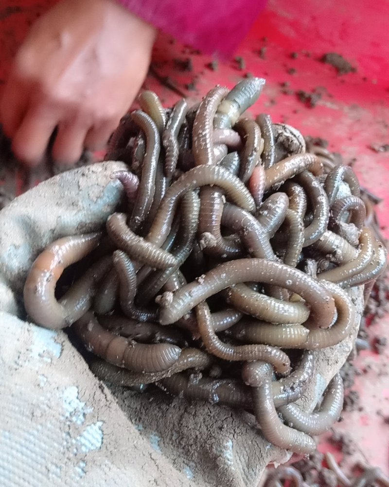 活野生蚯蚓，无死的，保质，保量，
